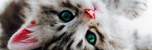 BangBangShang's profile banner image