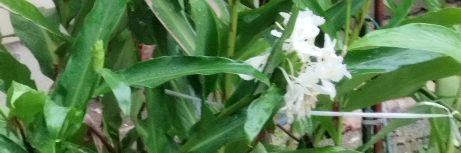 SAI777__'s profile banner image