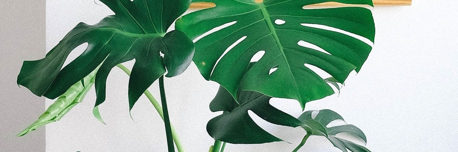 Inesbermo's profile banner image