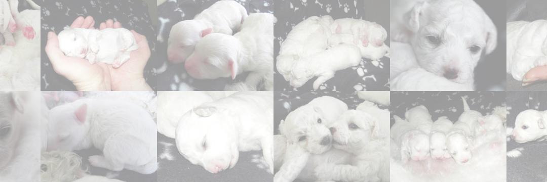 mybichon's profile banner image