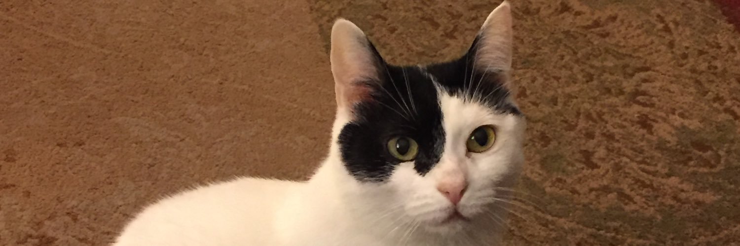 🇧🇷 🇺🇸 Marcia Modenese Coelho Bartlett banner