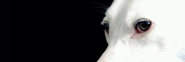 LucaBelatti's profile banner image