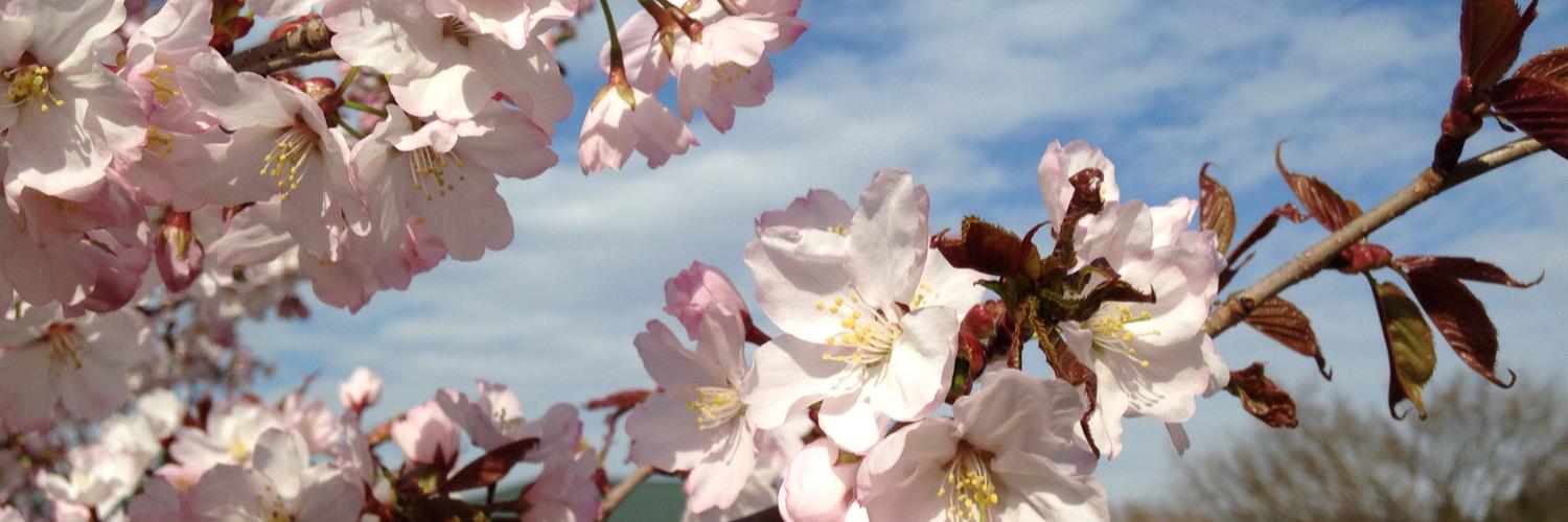 maimai061's profile banner image