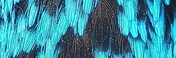 slrutledge27's profile banner image