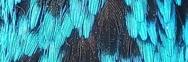 slrutledge27 Profile Banner