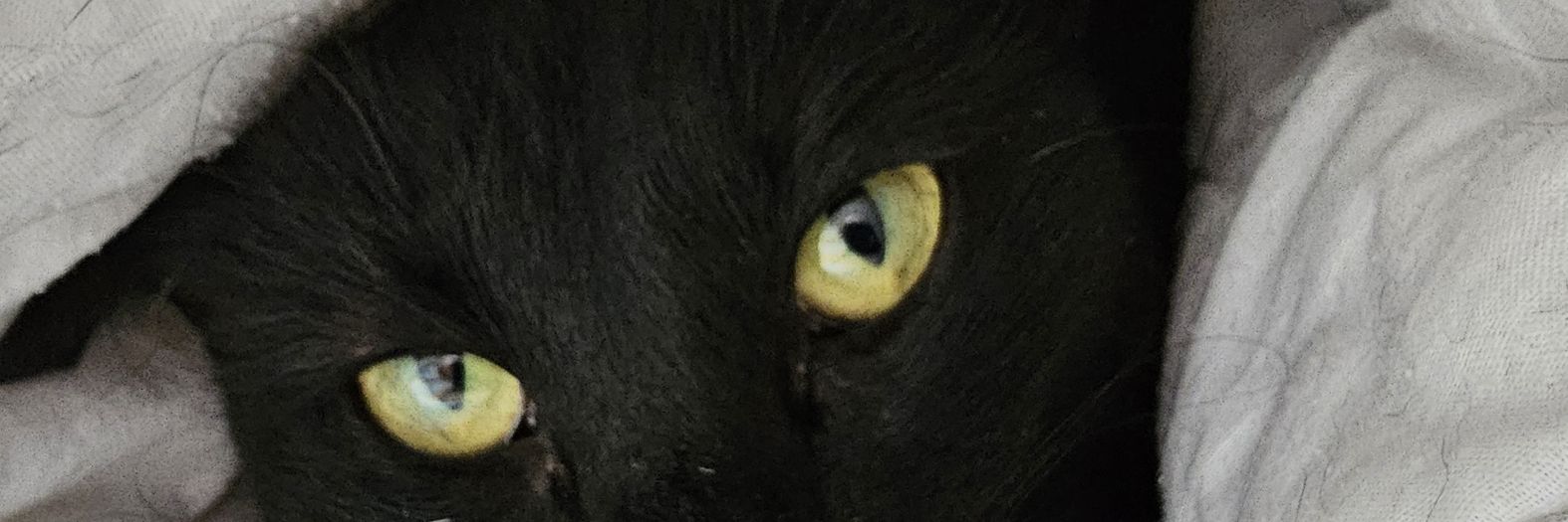 Kat 🐈‍⬛♐️ banner