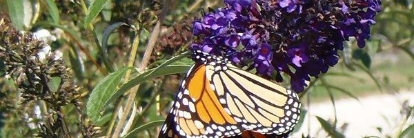 NabaButterfly Profile Banner