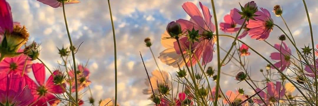 Magdi Belenyesi banner