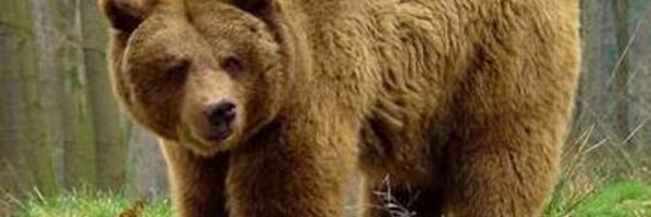 ARtheBUSHMASTER Profile Banner