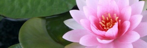 kmillich Profile Banner