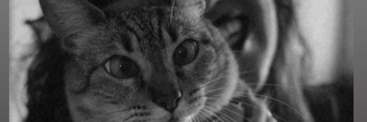 aracenturion's profile banner image