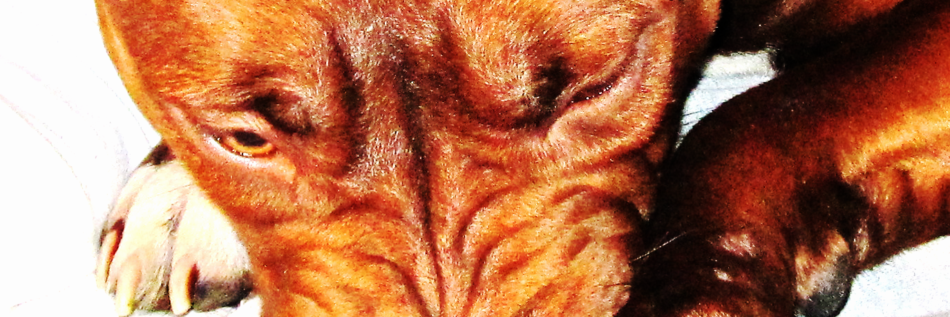 fifigg's profile banner image