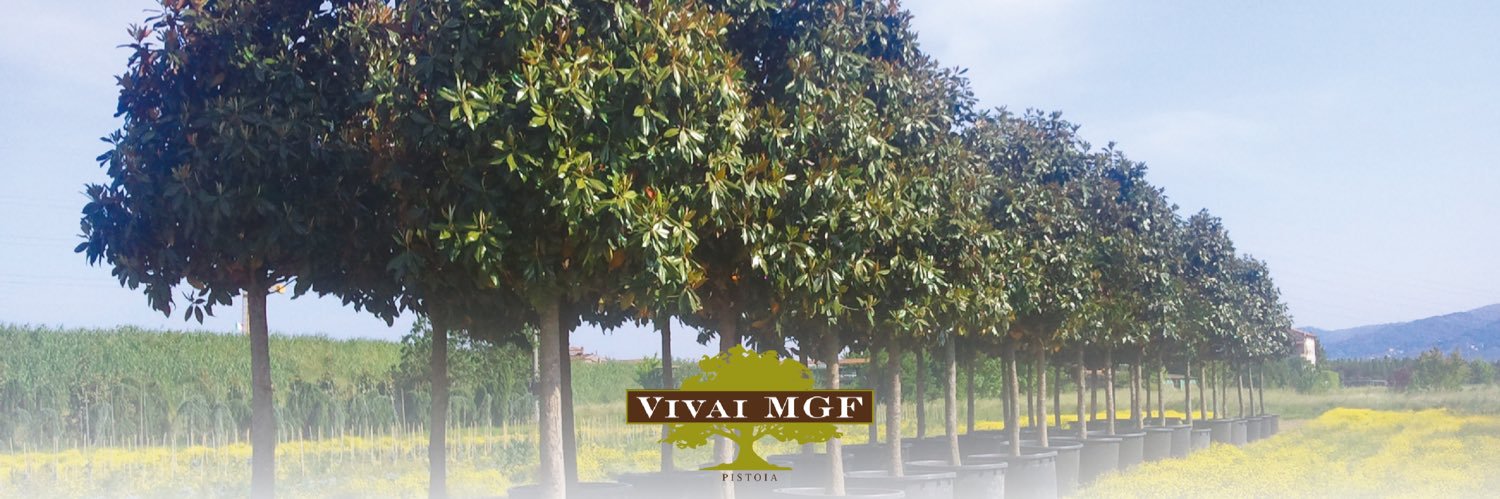 vivaimgf's profile banner image