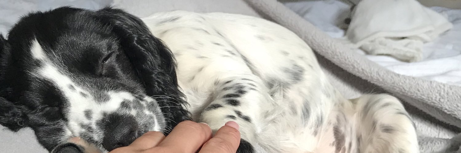 isabelbrownx's profile banner image