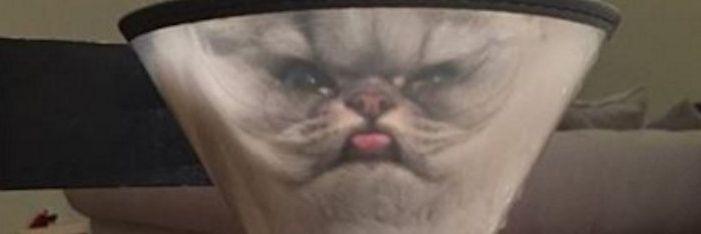 gabarmaid's profile banner image