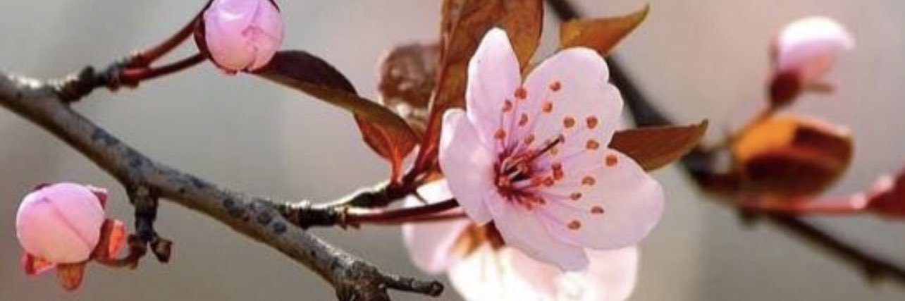 AMANI_M_SH's profile banner image