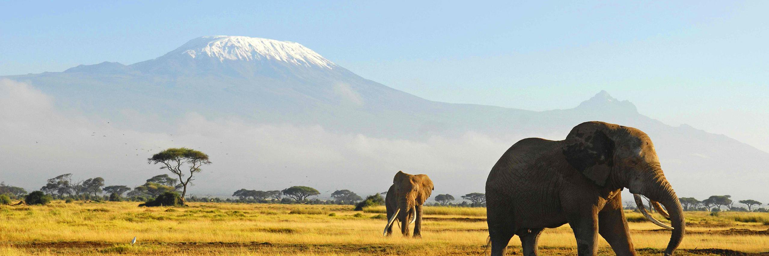 ElephantCouncil's profile banner image