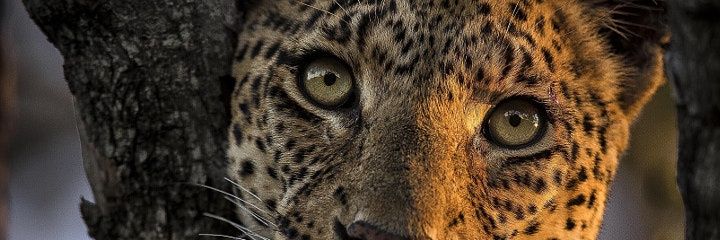 vlastisla's profile banner image