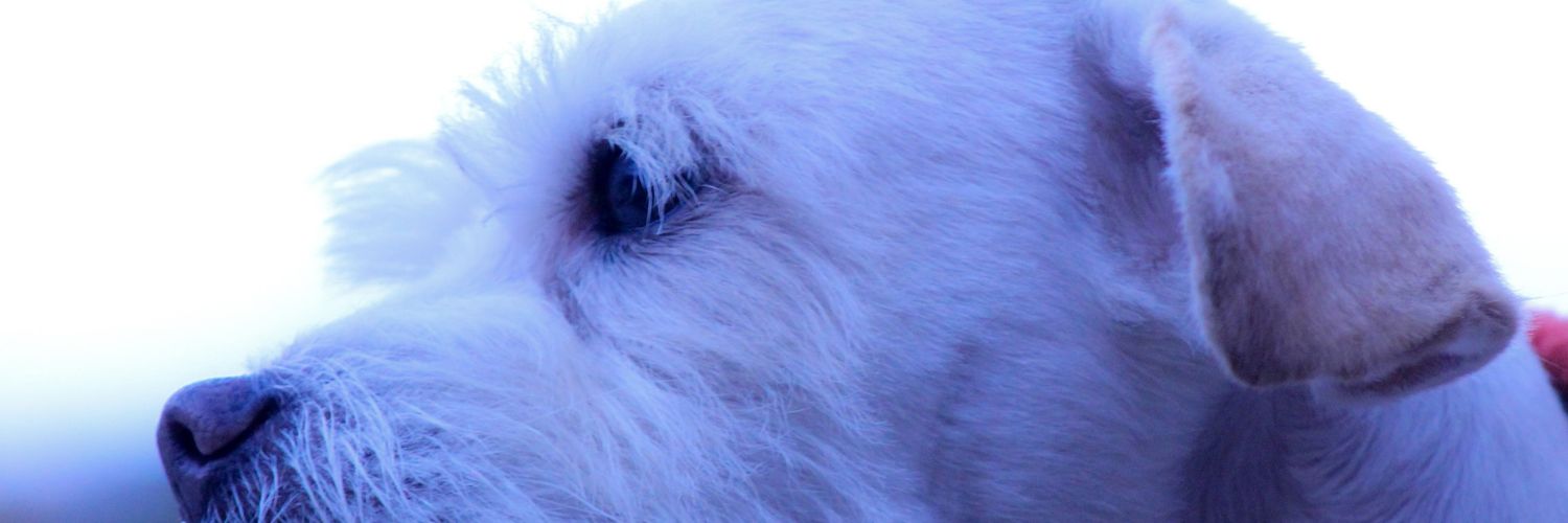 Merpen13's profile banner image