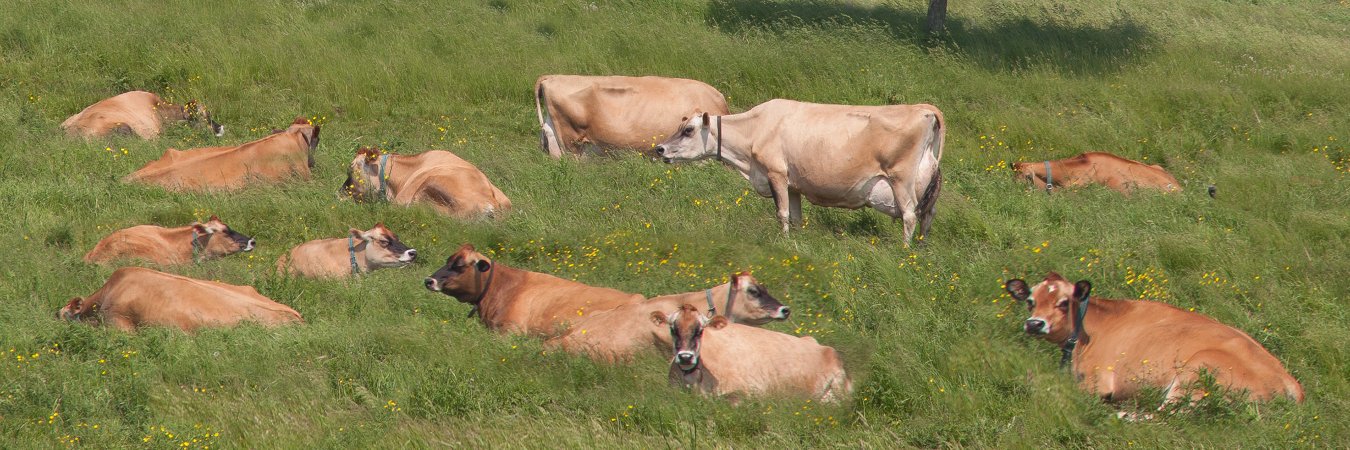JerseyCanada's profile banner image