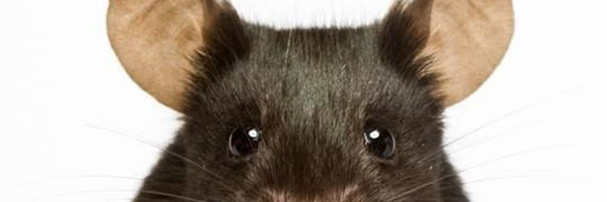 Cbouchacha's profile banner image