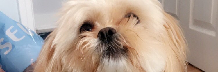 LayneSpaff's profile banner image