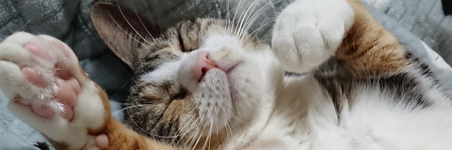 Forestcat1111's profile banner image