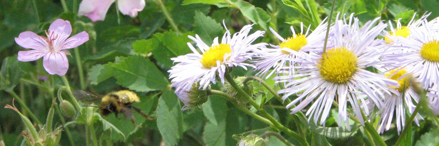 Brenda Goodman banner