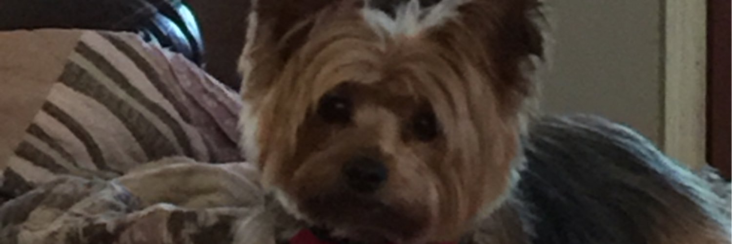ptodd47's profile banner image