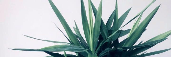 PhufyLe's profile banner image