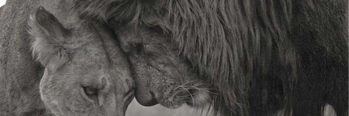 33233Meshoo's profile banner image
