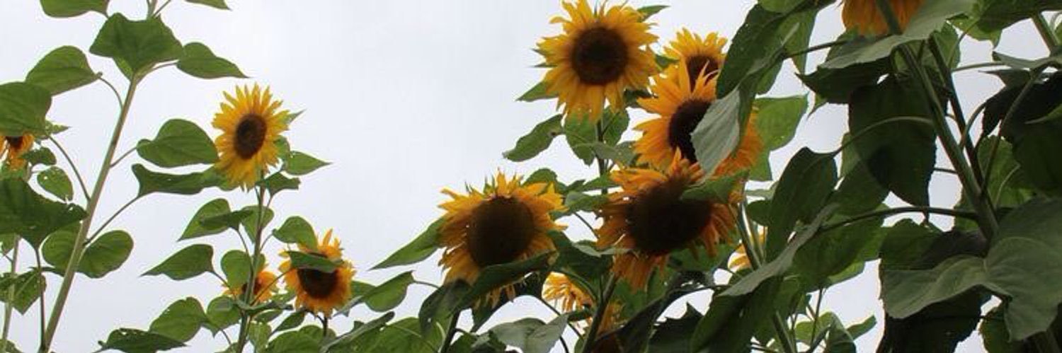 ShReeema's profile banner image