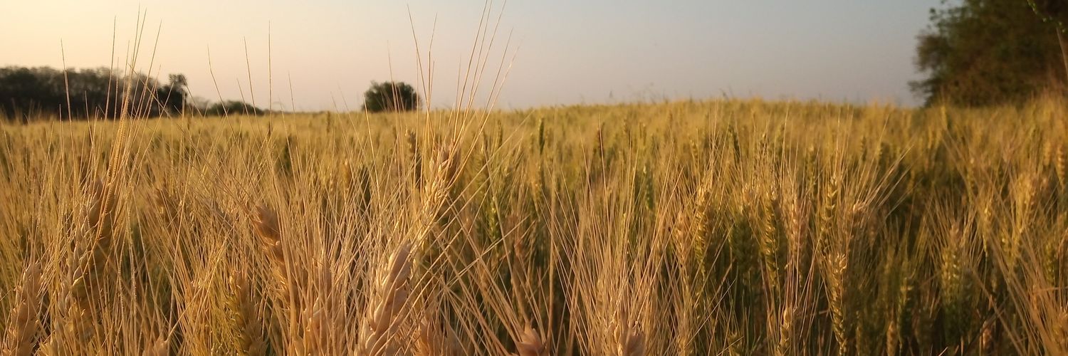 lorem_impsum's profile banner image