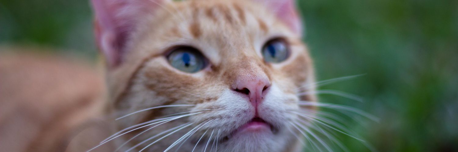 Chelitgf's profile banner image