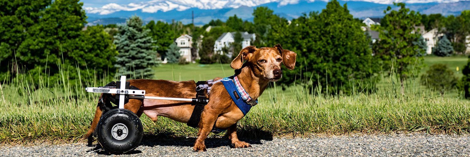k9cart's profile banner image