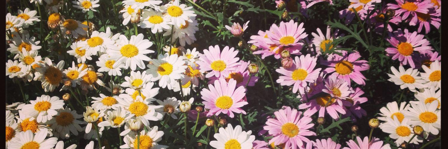 hayleyblick's profile banner image