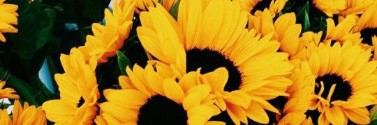 aetefinha's profile banner image