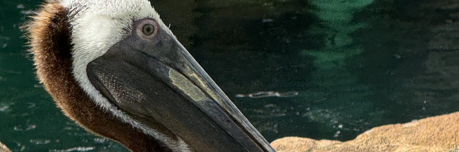 EllisGBS ex-pat banner