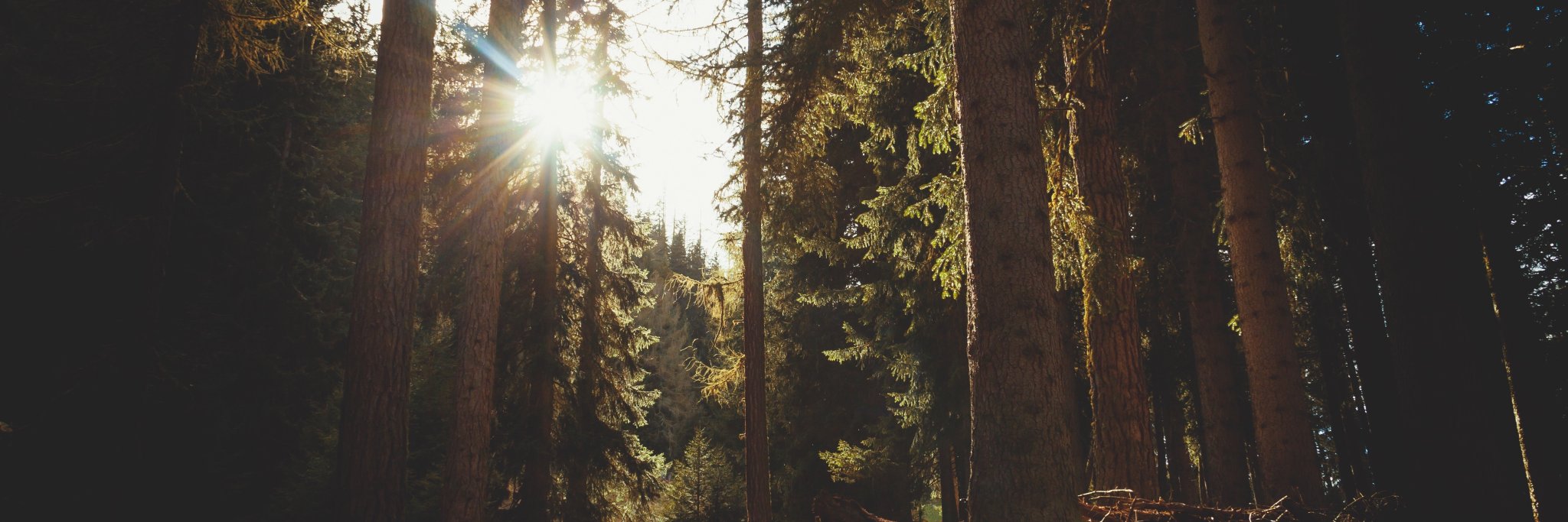 Redwoodfp's profile banner image