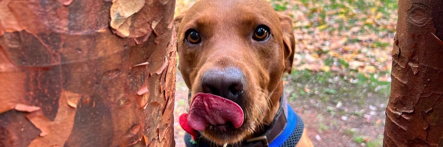 hayley mcclelland banner