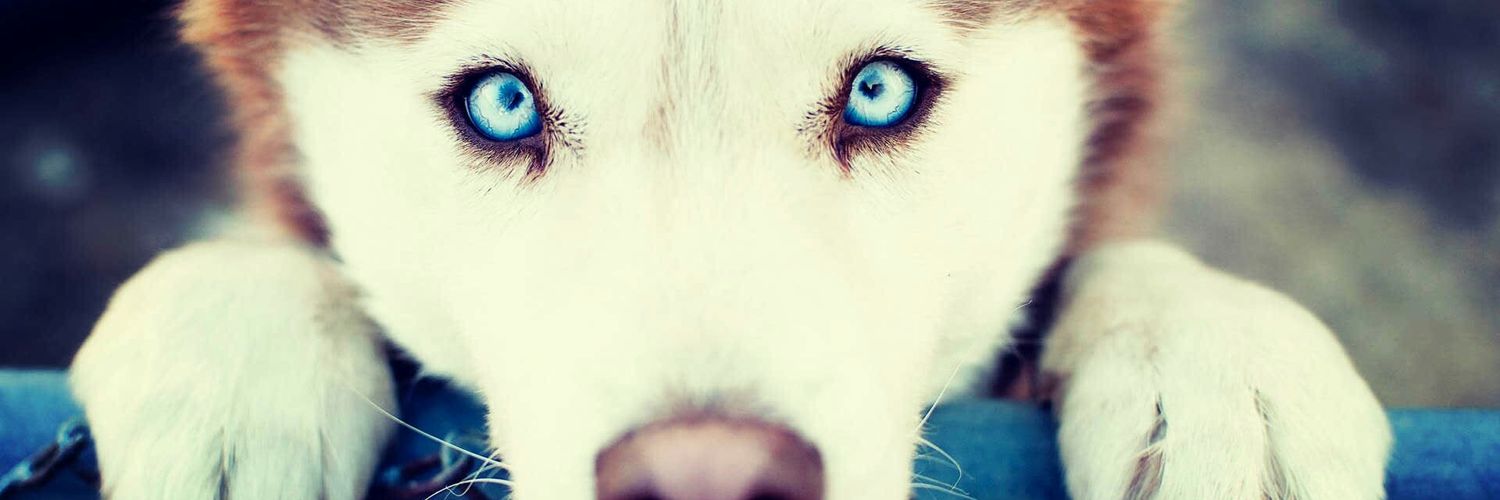 JenifferAlvezDi's profile banner image