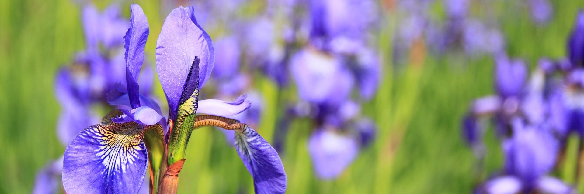 Plantland's profile banner image