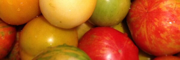 mattbolus Profile Banner