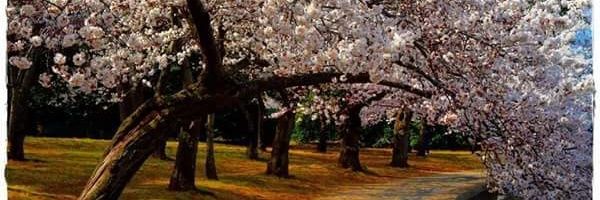 zeynep06181's profile banner image