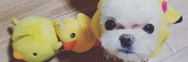 pwiwi_wt's profile banner image