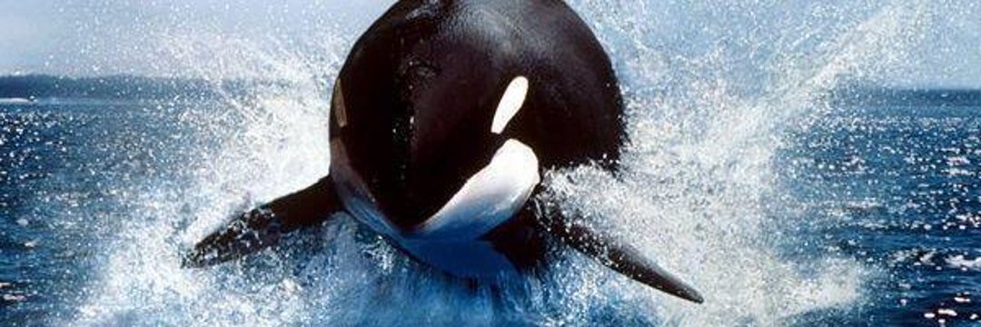 Orca banner