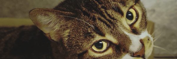 davianas Profile Banner