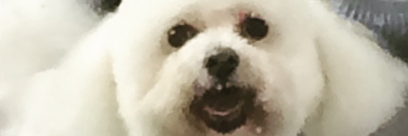 shampooch_k9's profile banner image