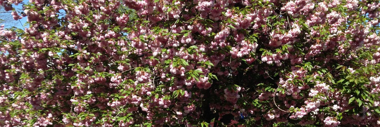 Littlefeather21's profile banner image