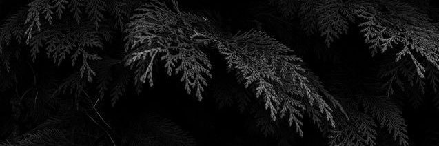 zeiselSSJ's profile banner image